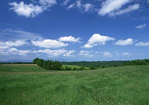 自然葬をお考えなら宮城県のお寺へ
