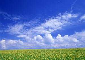 鹿児島県で家族葬を考えている場合