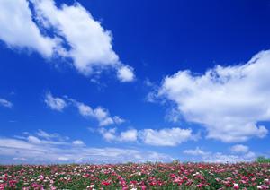 家族葬のことならこちらに相談する