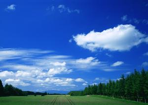 樹木葬という永代供養があります